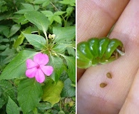 Impatiens walleriana