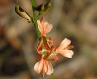 Indigofera caroliniana