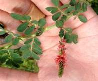 Indigofera hirsuta