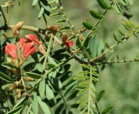 Indigofera sphaerocarpa