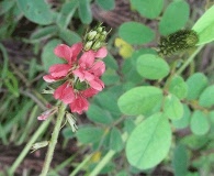 Indigofera spicata