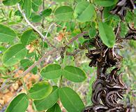 Indigofera suffruticosa