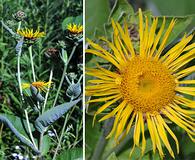 Inula helenium