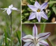 Ipheion uniflorum