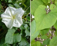 Ipomoea alba