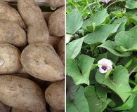 Ipomoea batatas