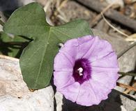 Ipomoea cordatotriloba