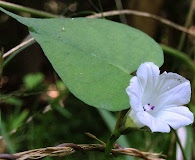 Ipomoea lacunosa