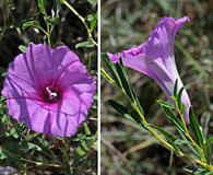 Ipomoea leptophylla