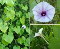 Ipomoea muricata