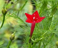 Ipomoea quamoclit