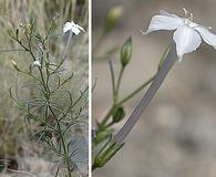 Ipomopsis longiflora