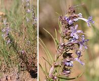 Ipomopsis multiflora