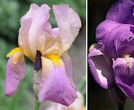 Iris X germanica