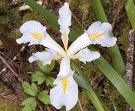 Iris bracteata