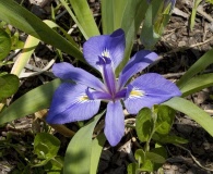 Iris brevicaulis