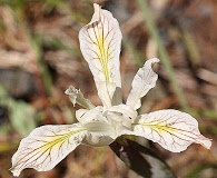 Iris chrysophylla