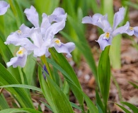 Iris cristata