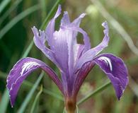 Iris douglasiana