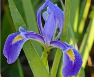 Iris hexagona