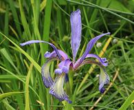 Iris prismatica