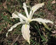 Iris purdyi