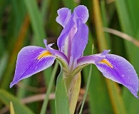 Iris savannarum