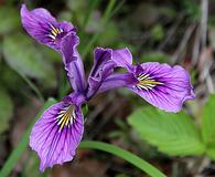 Iris tenax