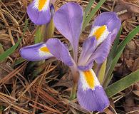 Iris verna