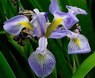 Iris versicolor