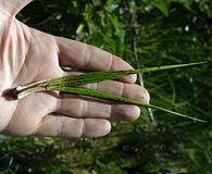 Isoetes bolanderi