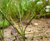 Isoetes orcuttii