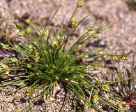 Isolepis carinata