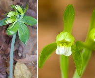 Isotria medeoloides