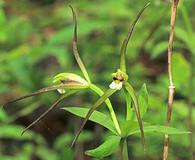 Isotria verticillata