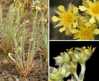 Ivesia aperta