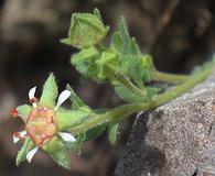 Ivesia baileyi