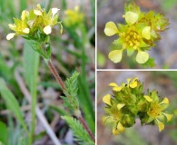 Ivesia campestris