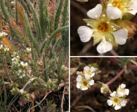 Ivesia sericoleuca