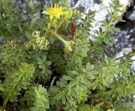 Ivesia setosa
