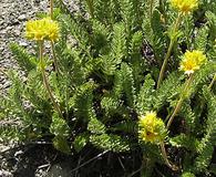 Ivesia tweedyi