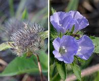 Jacquemontia tamnifolia