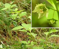 Jaltomata procumbens