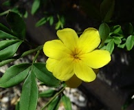 Jasminum mesnyi