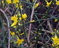 Jasminum nudiflorum