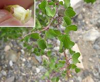 Jatropha cardiophylla