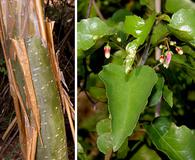 Jatropha cordata