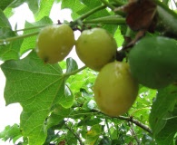 Jatropha curcas