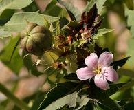 Jatropha macrorhiza