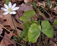 Jeffersonia diphylla